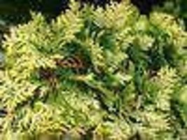 Chamaecyparis Obtusa Aurea Nana Hinoki Cypress Fresh Seeds - £14.91 GBP