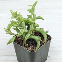 Succulent Plant - Senecio Peregrinus : String of Dolphin - Live Plants I... - $123.10 MXN