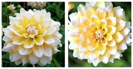 3 Dahlia - Seattle Divisions (Multiple Tubers) - Garden Plant - £38.55 GBP