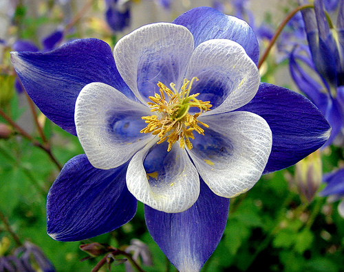 50 Bright Blue White Columbine Flower Flowers Perennial Seeds - $15.99