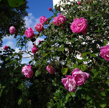 Corvedale bare root 2 year old rose plant - $56.63