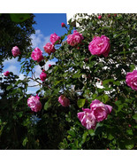 Corvedale bare root 2 year old rose plant - $56.63