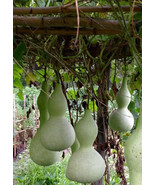 10 Bottle Gourd seeds Birdhoe Craft Calabash Asian Squash Vegetable  FRESH - $15.89