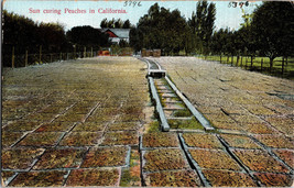 Vtg Postcard California Sun Curing Peaches - £4.44 GBP
