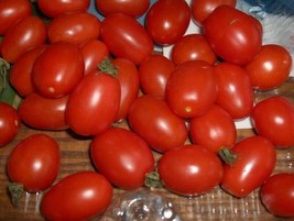 Simple Pack 15 Seed Vegetable Tomato Principe Borghese Organic - £6.43 GBP