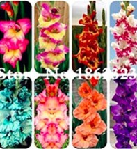 US Seller 120Pcs Multicolored Gladiolus Flower Seeds New Fresh Seeds - $13.82