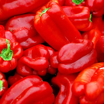 25+ Big Red Sweet Pepper Seeds Capsicum Anuum Vegetable HEIRLOOM - £9.56 GBP