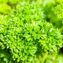 Curled Parsley - Seeds - Organic - Non Gmo - Heirloom Seeds – Herb Seeds FRESH - $8.79