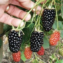 Live Plant - Blackberry - &#39;Natchez&#39; thornless - Rubus fruticosa - $34.99