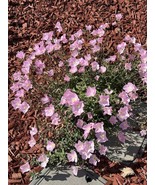 LWK 500 Seedshowy Evening Primrose Seeds Pink Ladies Amapola Mexican Pri... - $14.12