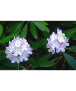 25 Purple Rhododendrun Seeds Shade Loving Perennial Flowers, Shrubs, Trees - £14.06 GBP