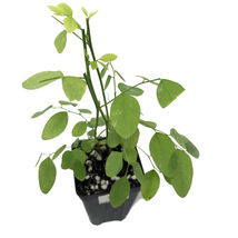 Live Plant Katuk Tree (Sweetleaf Bush) - Sauropus androgynus - Gardening - £44.86 GBP