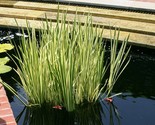 Live Lg Size 12&quot;+ Cold Hardy Variegated Sweet Flag Aquatic Marginal Pond... - £7.11 GBP