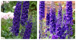 100 Seeds / Pack Purple Delphinium x Cultorum &#39;Tall Black Knight&#39; Flower Seeds  - £15.72 GBP