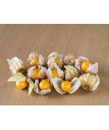 200 Organic Ground Cherry Physalis Pruinosa Golden Strawberry Bulk Seeds - $221.17 MXN