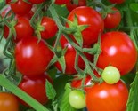 Large Red Cherry Tomato Seeds Non Gmo 50 Seeds Fast Shipping Fast Shipping - $8.99