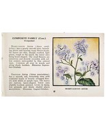Heart Leaved Aster Composite Flower 1932 Color Plate Print Irving Lawson... - €21,46 EUR Heart Leaved Aster Composite Flower 1932 Color Plate Print Irving Lawson... - €21,46 EUR
