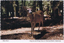 Animal Postcard Mule Deer - $2.09