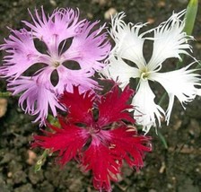 FRINGED PINKS 100 FRESH FLOWER SEEDS FREE SHIPPING - $2.26