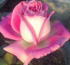10 Pc Seeds White Pink Rose Flower, Rose Bush Perennial Seeds for Planti... - £13.14 GBP