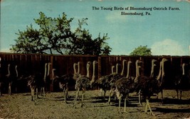 C.T. PHOTOCHROM POSTCARD- THE YOUNG BIRDS OF BLOOMSBURG OSTRICH FARM , P... - £3.09 GBP