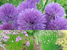 400+ CHIVES Herb Green Onion Spring Fall Vegetable Seeds Patio Container - $16.75