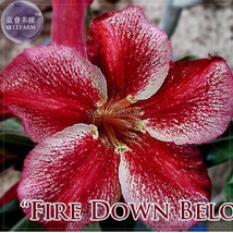 2 Seeds Fire Down Below Adenium Desert Rose Big Headed Petals Beautiful - £5.34 GBP