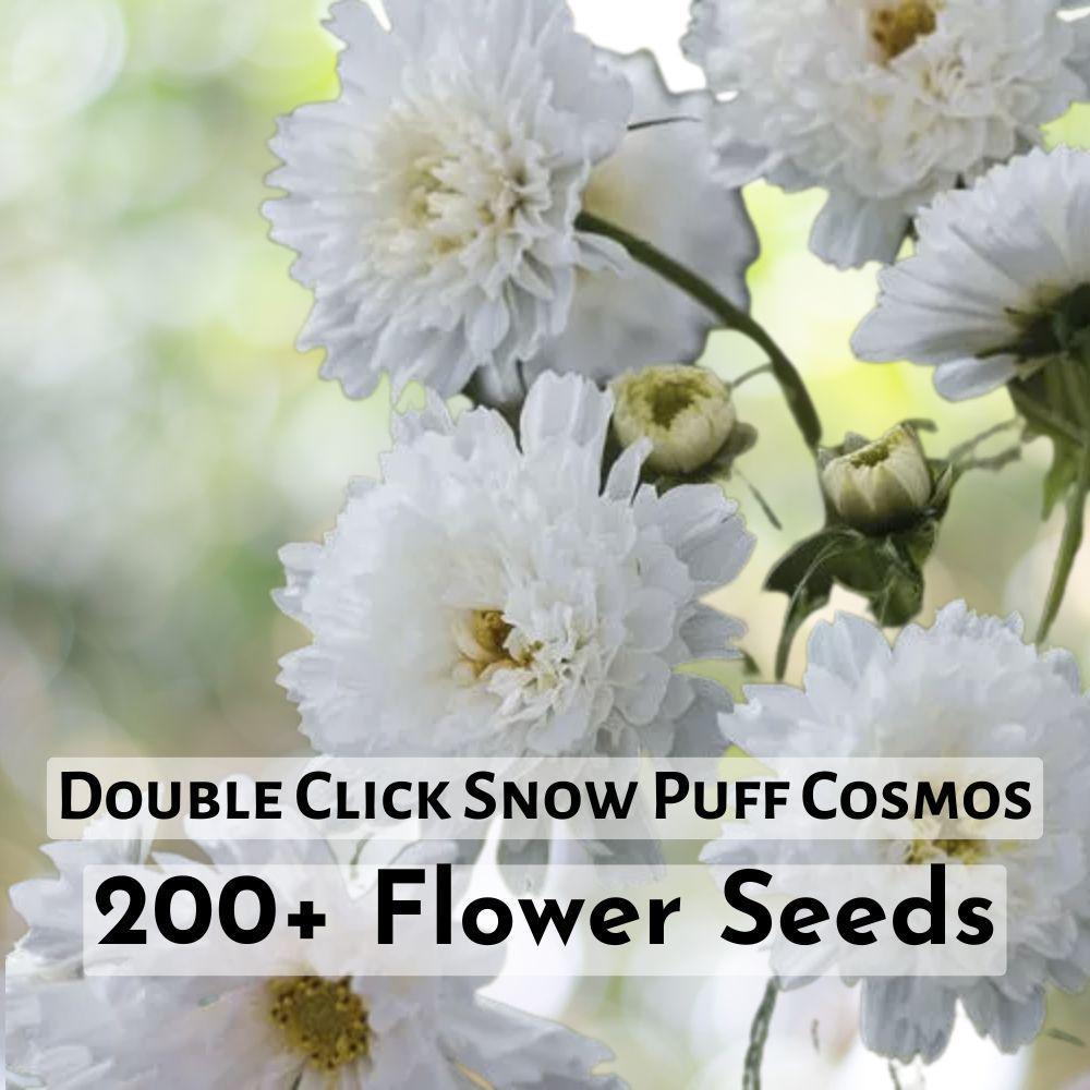 200+ Double Click Snow Puff Cosmos Seeds Flower Plant - $11.90