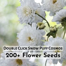 200+ Double Click Snow Puff Cosmos Seeds Flower Plant - $16.45 CAD