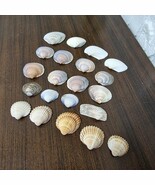 19 Natural Queen Scallop Sea Shells Lot for Crafts, Decor, Collecting, C... - $735.11 MXN