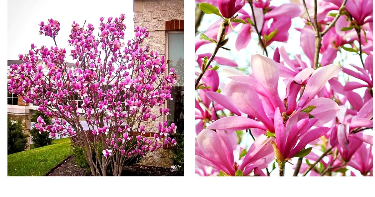 Ann Star Magnolia Tree – 2 Inch Pot, Live Seedling, Evergreen, Fast Growing, Indoor/Outdoor, USA Grown