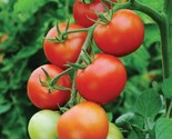 Moneymaker Tomato Seeds 25 Seeds Indeterminate Vegetable Garden Sauce - $8.99