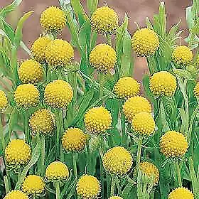 Cephalophora Pineapples 250 seeds - £23.92 GBP