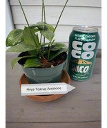 Hoya Teacup Anemone Fitchii potted. This hard-to-find beauty has dainty ... - €21,49 EUR
