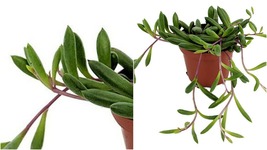 String of Rubies - Othonna capensis - Easy Grow Succulent Plant - 2.5&quot; Pot - C2 - £32.41 GBP