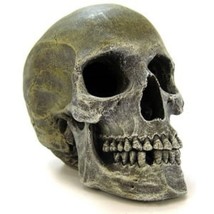 Aquarium Ornament Blue Ribbon Human Skull 7.5&quot;L x 5&quot;W x6&quot;H Fish Tank Decor Snake - £30.68 GBP