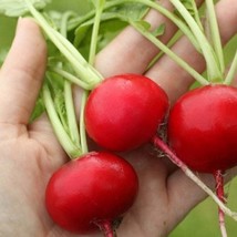 German Giant Radish Seeds 500 Seeds Huge Radish Fresh Garden - £11.68 GBP