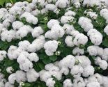 Ageratum Mexicanum White 100 Flower Seeds - $7.98