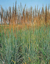 BRN 133 Seeds Indian Grass Perennial Ornamental Groco Fresh Garden - $8.97
