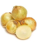 New Fresh Seeds Onion Texas Super Sweet - €11,09 EUR