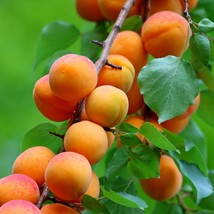 Rare Wild Indian Apricot Seeds - Pack of 10, Non-GMO Small Fruit Seeds for Home  - £5.59 GBP