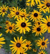100 Seeds Black Eyed Susan Flower Non GMO Heirloom Fresh Garden - $6.60