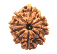 9 Mukhi rudraksha / Nine Face Rudraksh - Nepal - Lab Certified - $94.05