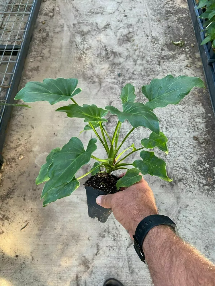 Philodendron  xanadu  thumb200