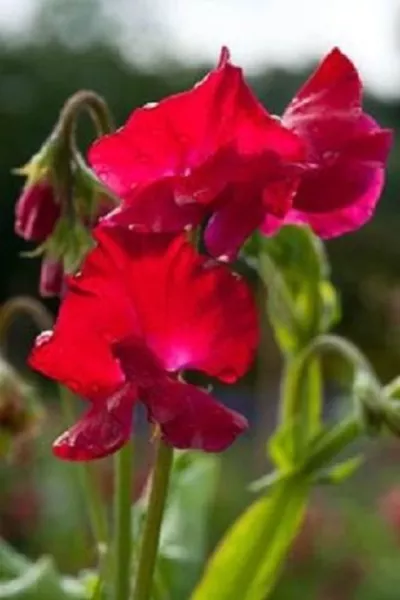 30 Scarlet Red Sweet Pea Lathyrus Flower Seeds Fresh Seeds - $18.90