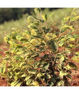 Hamamelis Virginiana Little Prospect Variegated Witch Hazel Live Plant 1... - $13,805.97 MXN