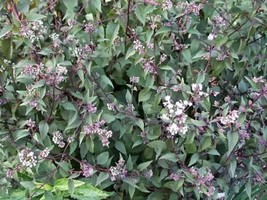USA Chocolate Joe Pye Weed Eupatorium Rugosum Flower 50 Seeds - £8.81 GBP