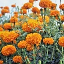 301 African Marigold Flower Seeds Deer Resistant Container Pollinators 3&#39; Tall - £9.38 GBP