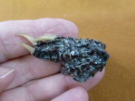 g630-303) XX SMALL Gator FOOT PAW ALLIGATOR TAXIDERMY feet claw weird ga... - €7,66 EUR