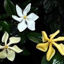 USA SELLER Vietnames Gardenia Kailarsenia Vietnamensis Plant Color Changing Frag - £37.62 GBP